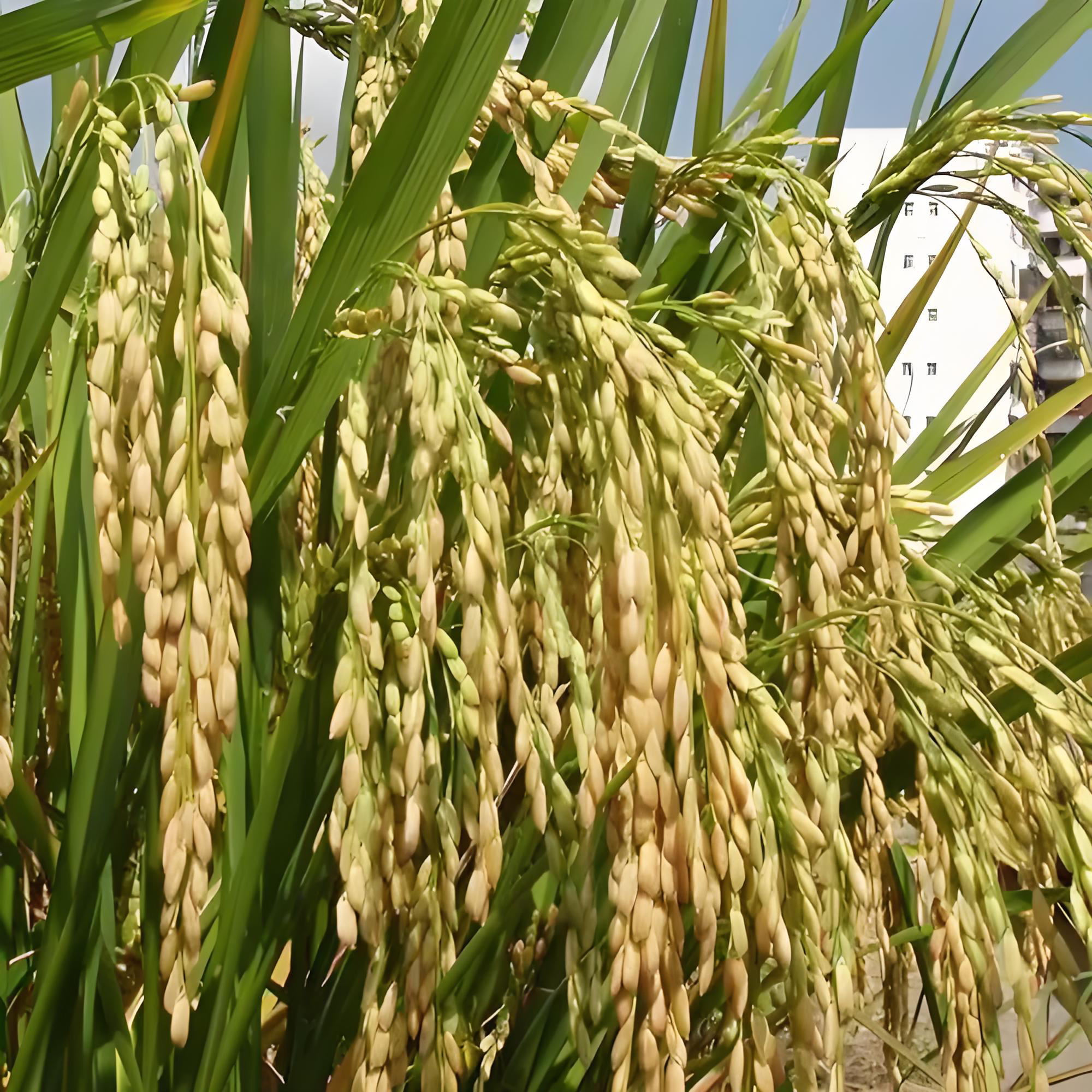 盘锦蟹田水稻免费加工胚芽米