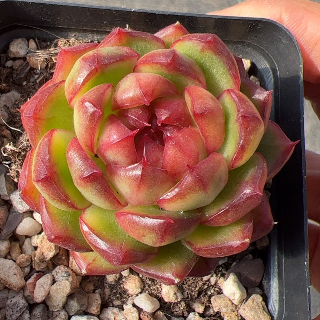 425 满38包邮一物一拍