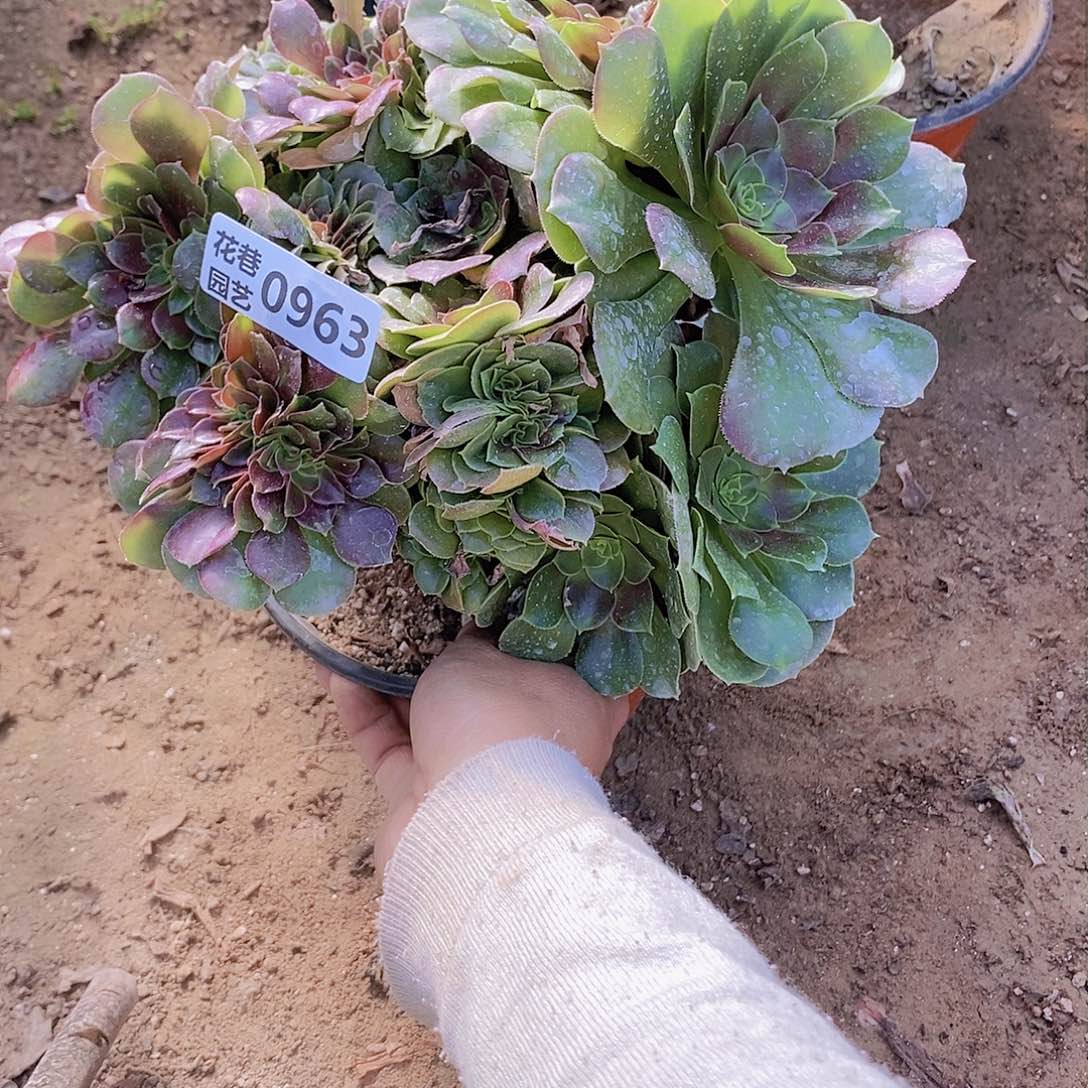 963 号一物一拍20包邮年后发货