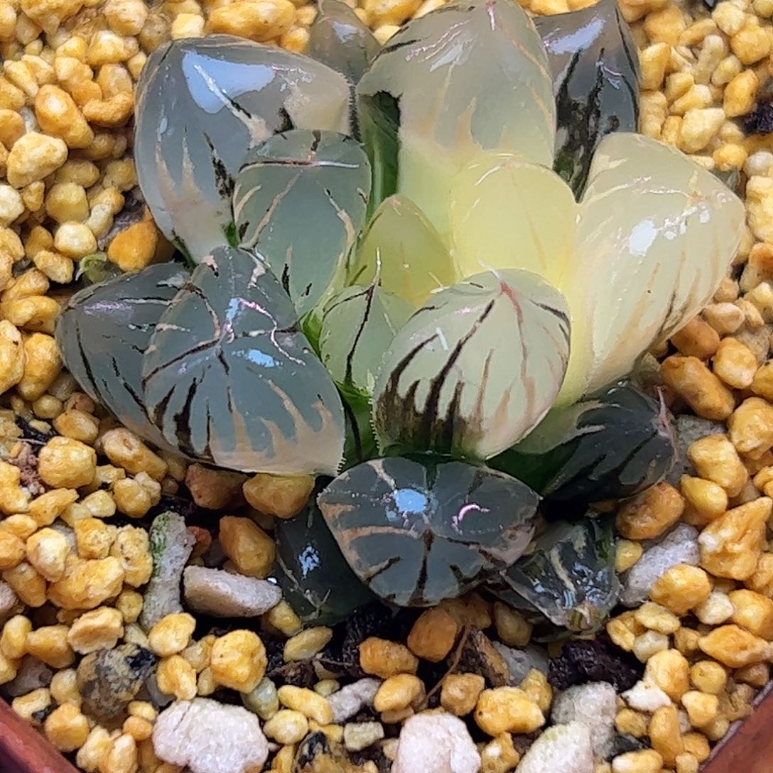 水晶锦十二卷多肉植物