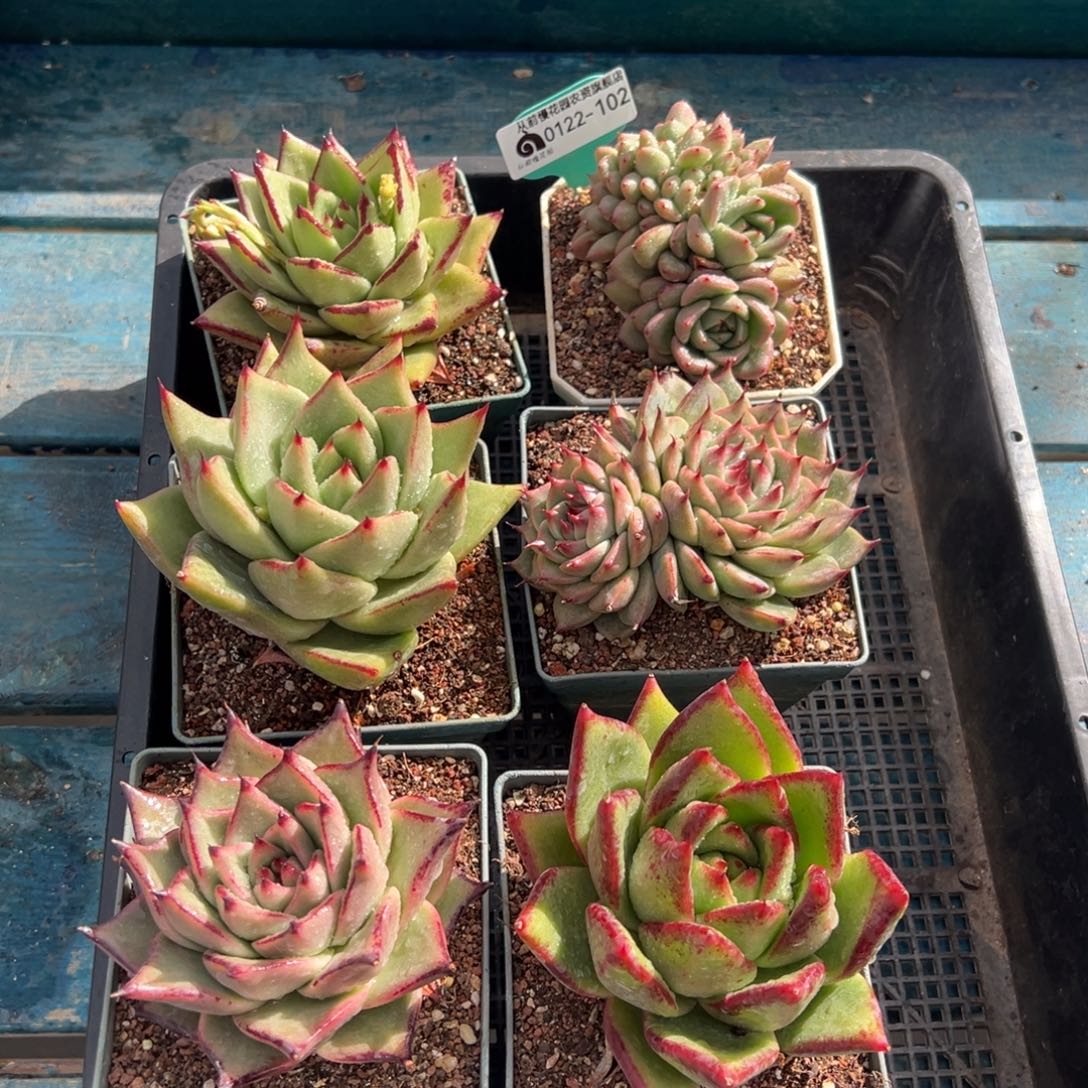 从前慢多肉精选编号0122.102