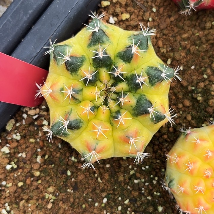 650-0526泰国发货