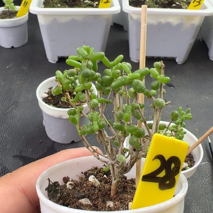 28号米粒 一物一拍