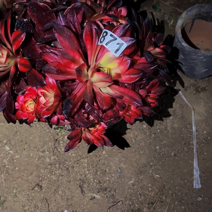 871火烧云多肉植物处理不售后