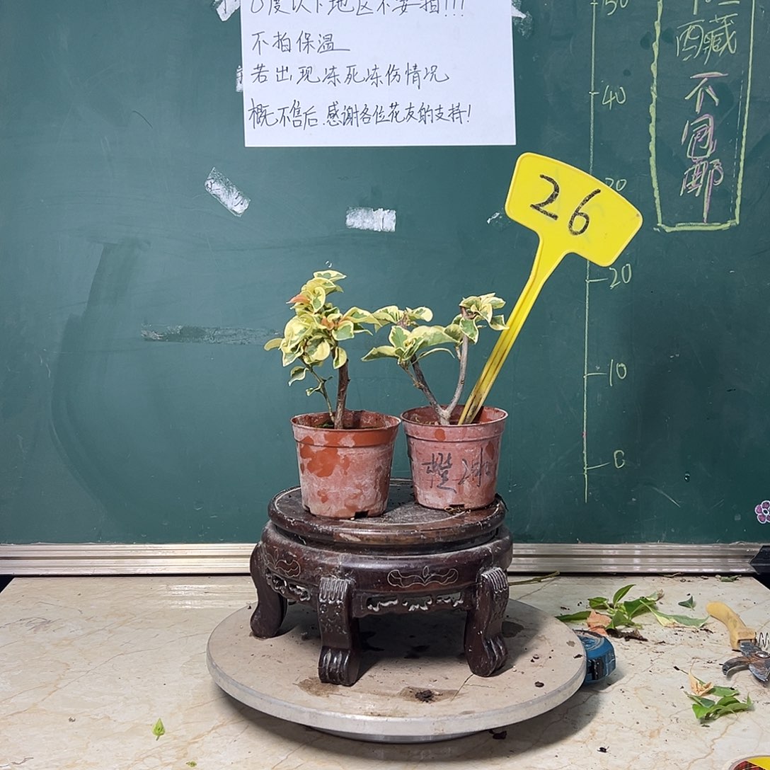 完全开放  金边黄掌中宝 橙冰掌中宝 26