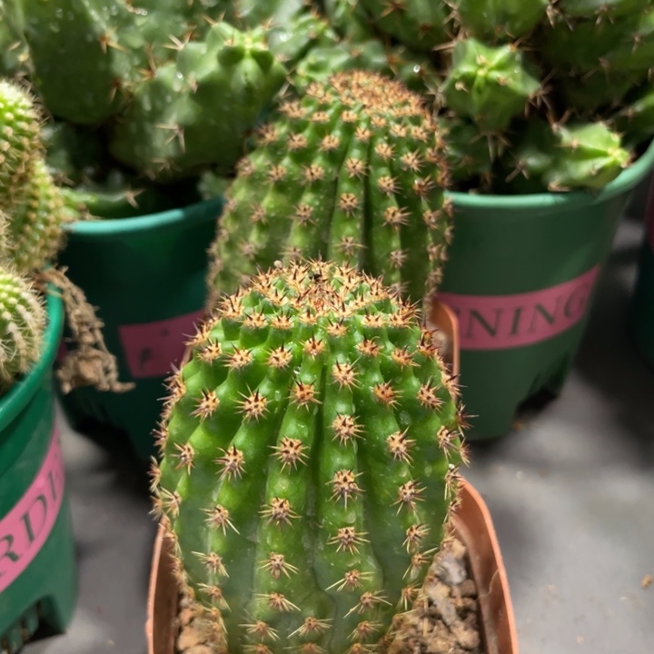 自根奈何之花欧系金妞一杯