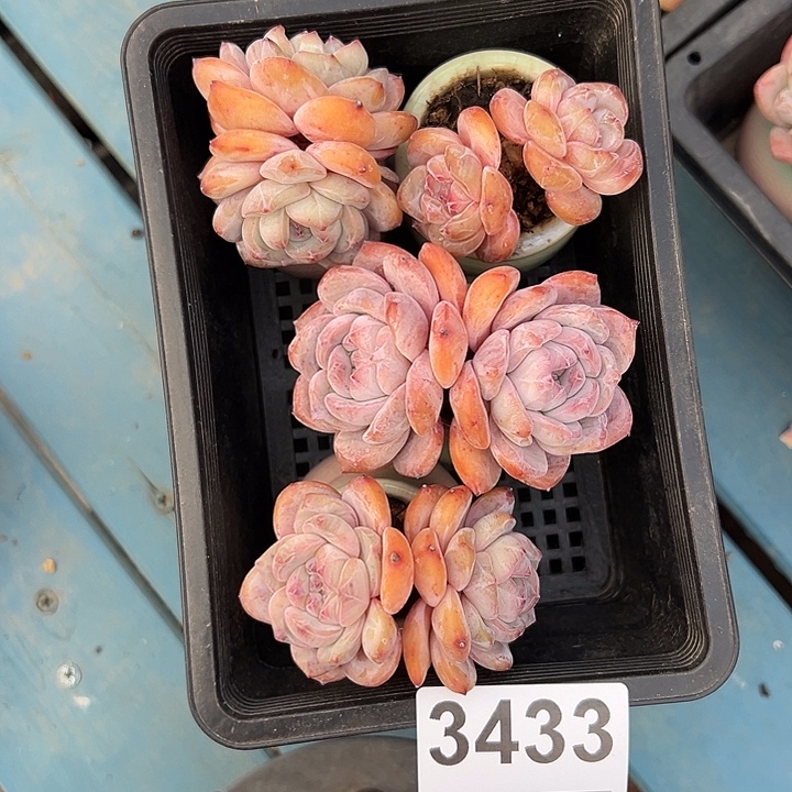 爱***盆3433，四个双头星影带盆发