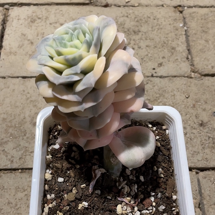 可爱玫瑰锦一物一拍