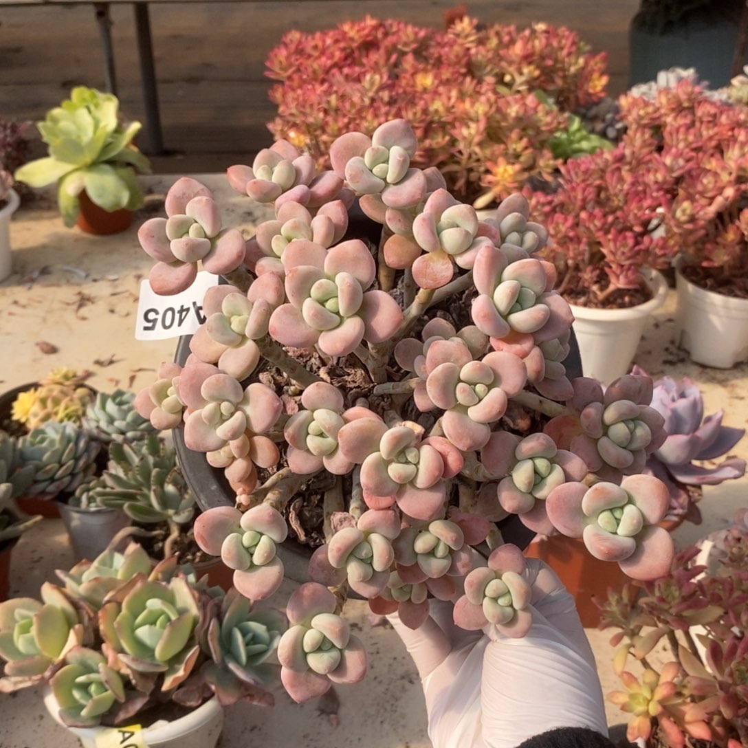 405洛神整桩一物一拍