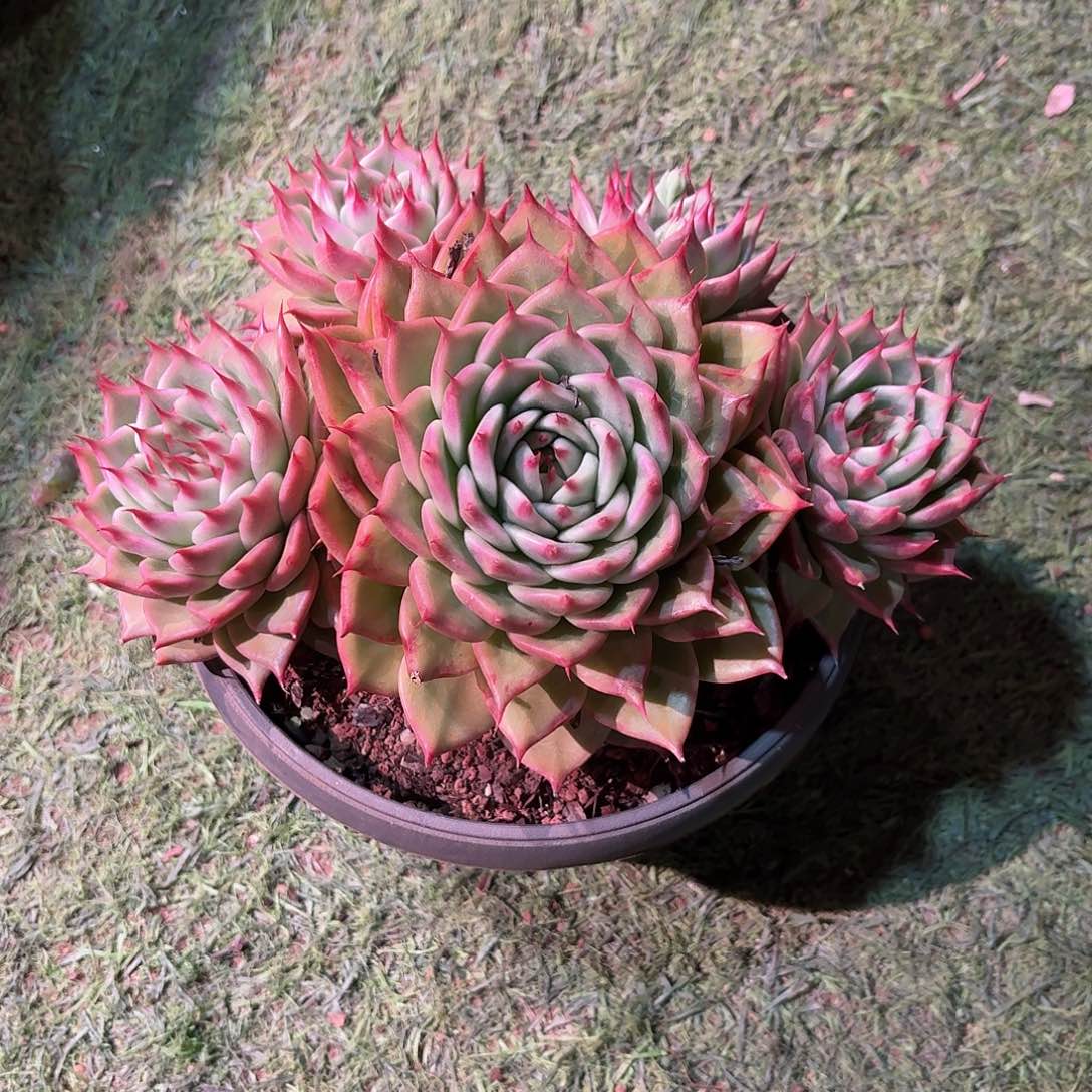 L***n托斯卡内利多肉多肉