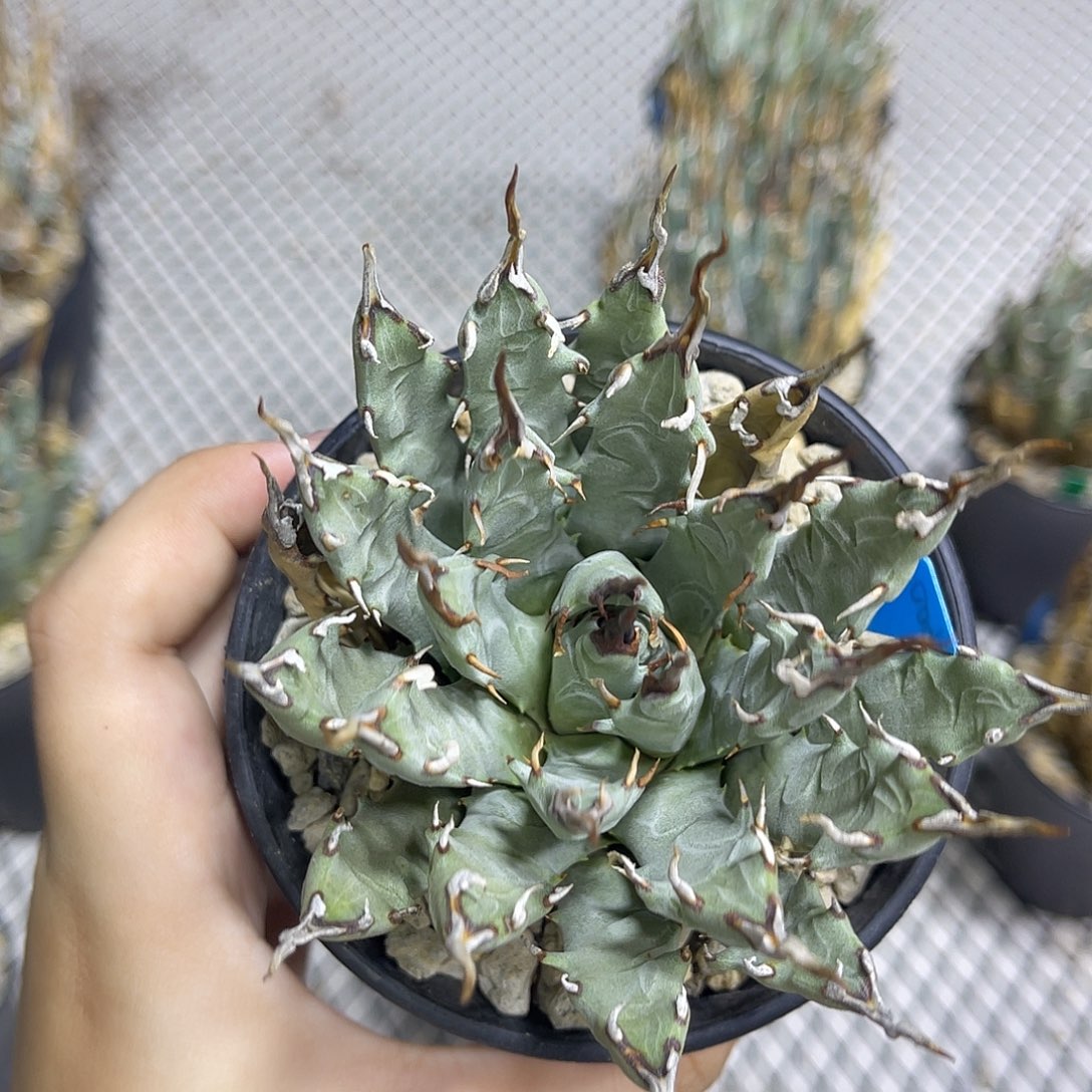 曲刺精品妖炎福利价