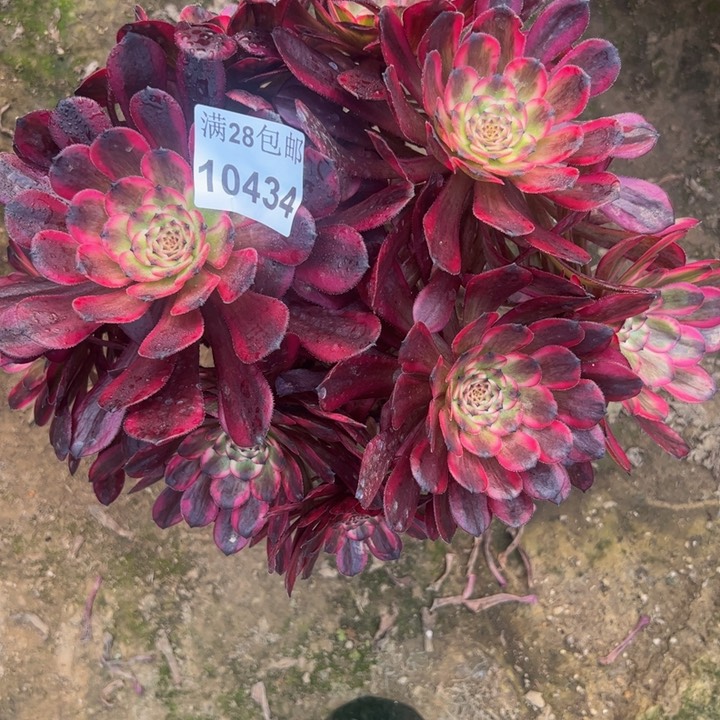 10434红金刚多肉植物