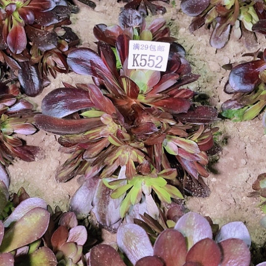 552欧若拉多肉植物