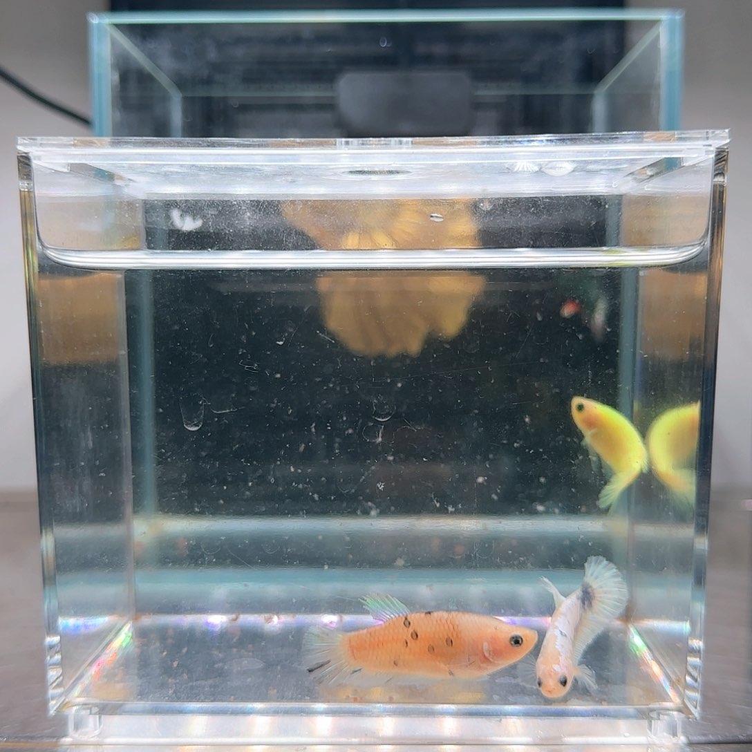 斗鱼活体观赏鱼好养耐活
