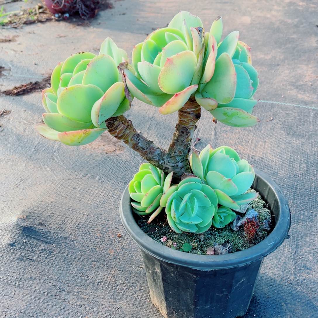 碧桃一颗老桩发货