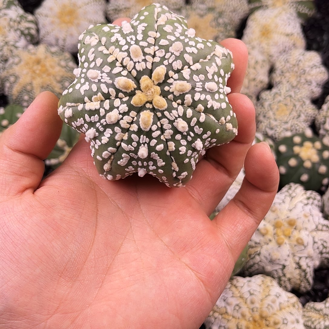 哈哈哈哈哈哈哈海星体兜兜兜