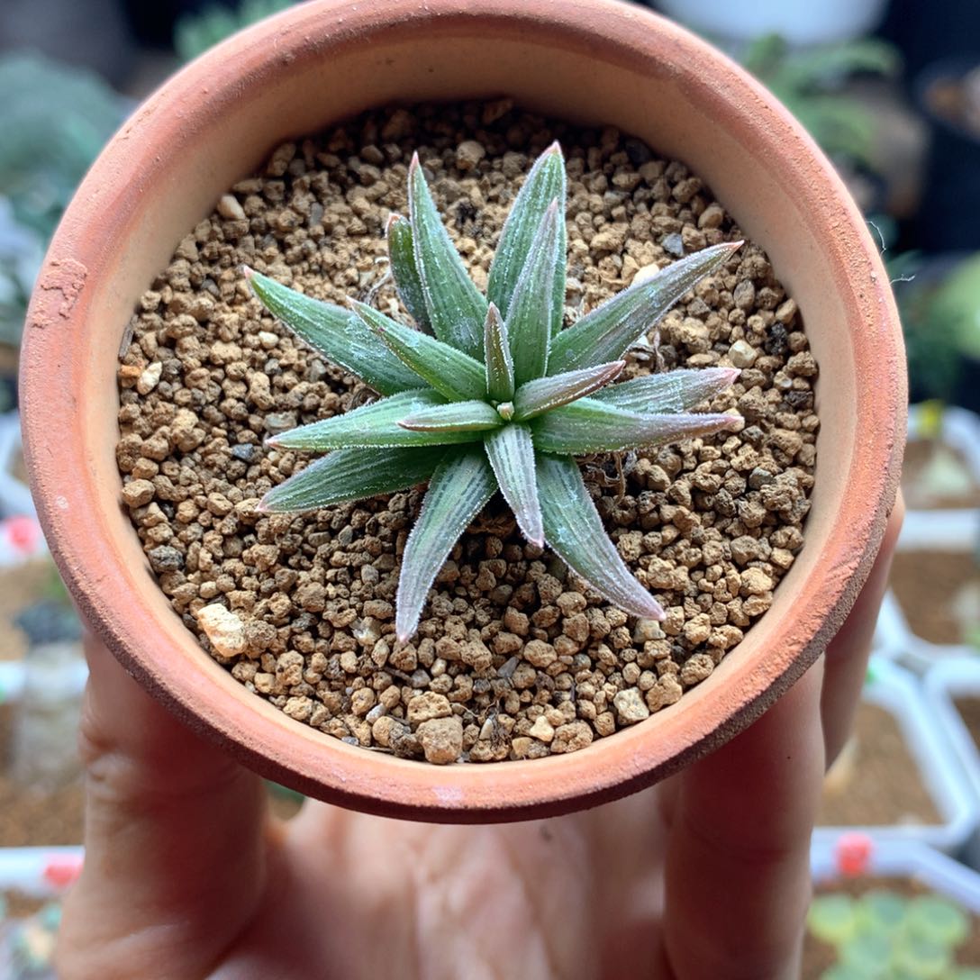 短叶块根寿母本带盆