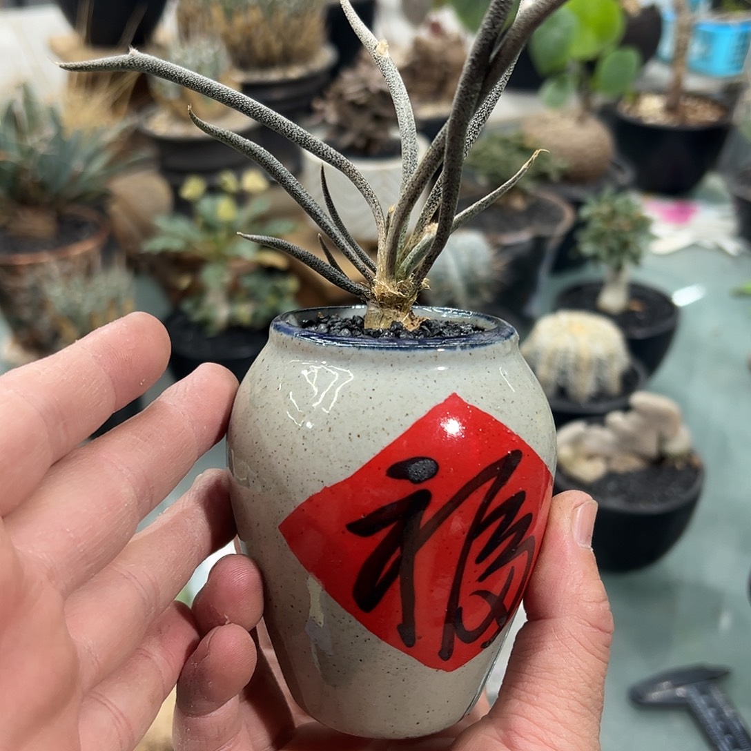 美杜莎666666666688888