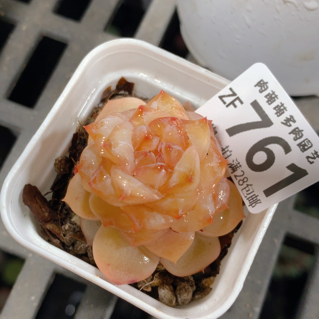 5CM拇指盆精控多肉ZF761