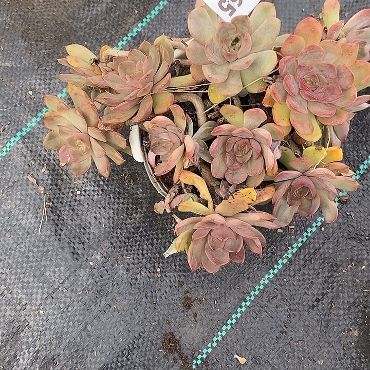 平***福865冰红茶多肉植物多肉