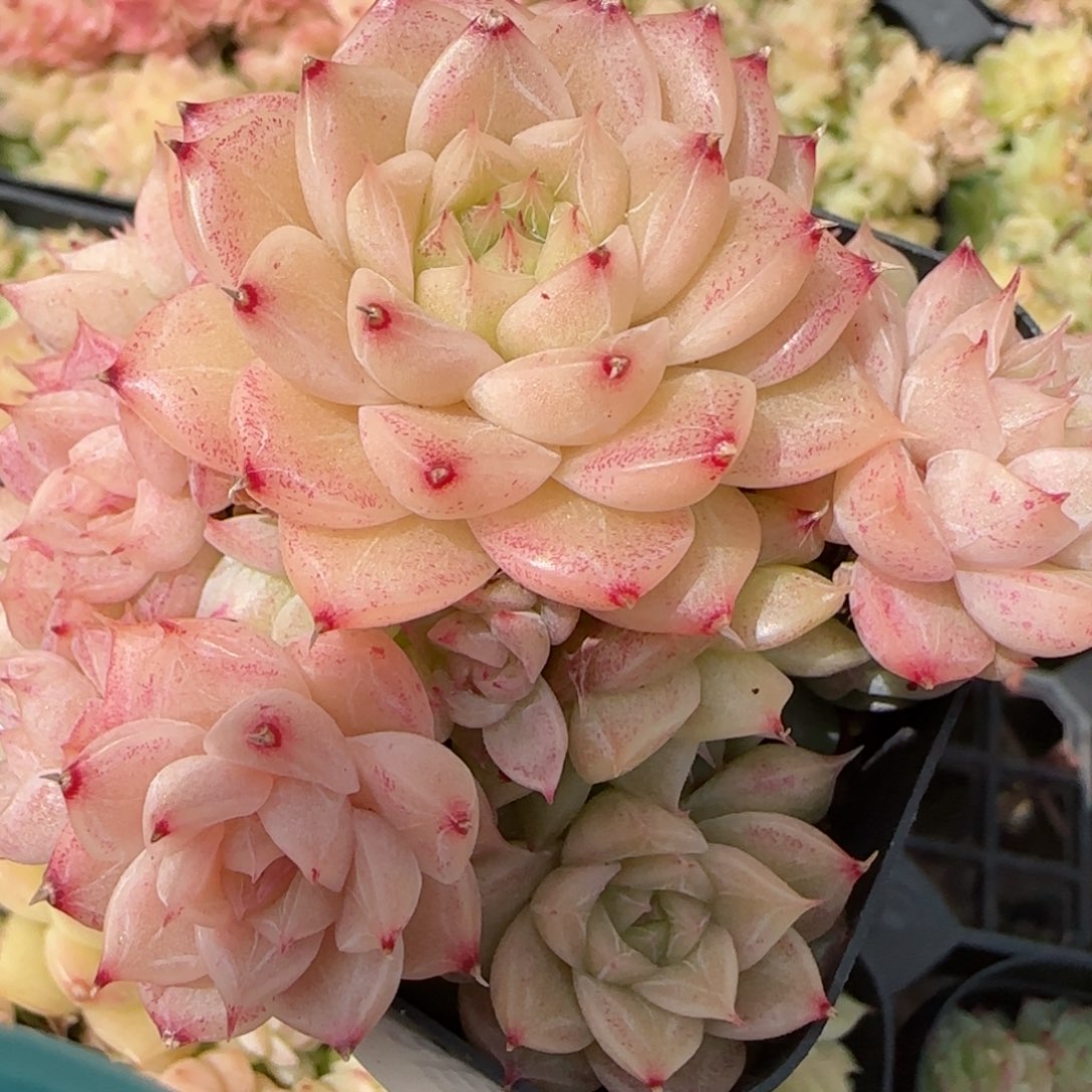 花语逸镜0310-283散