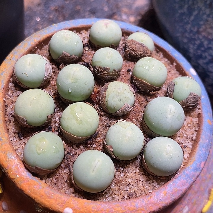 一颗一厘米鸽子蛋。   