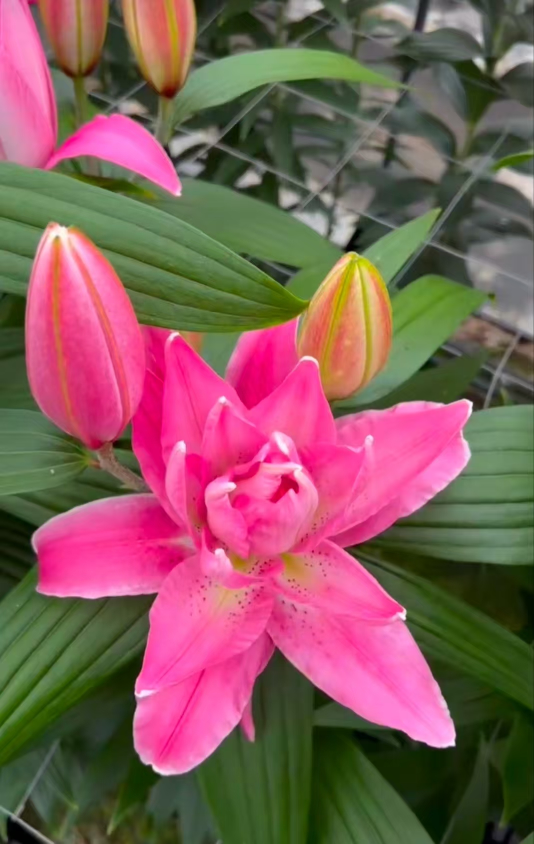 乔乔花屋1球轻舞14/16cm重瓣香水百合球不带盆土现货包邮