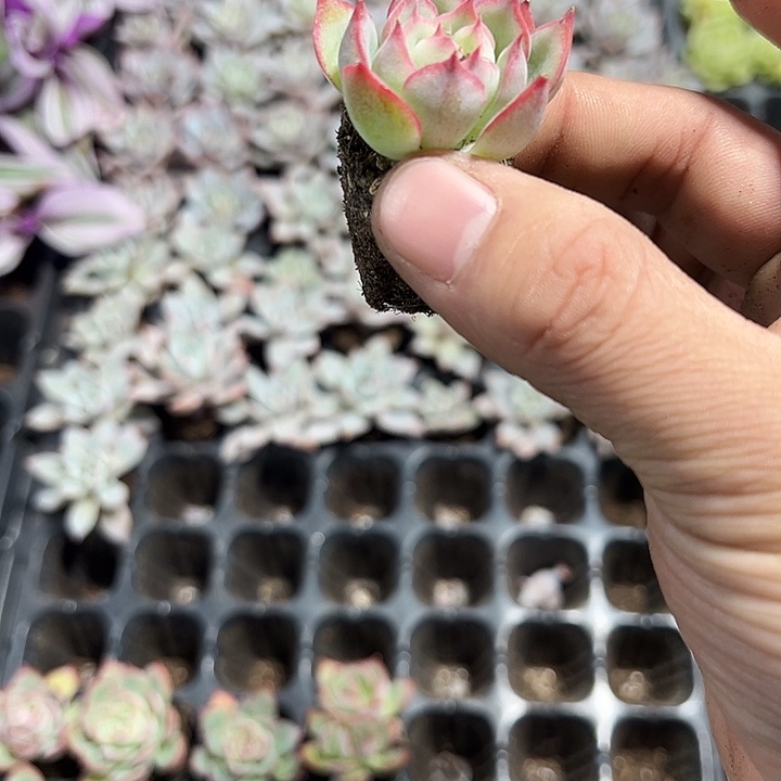 荷花 满10颗包邮  