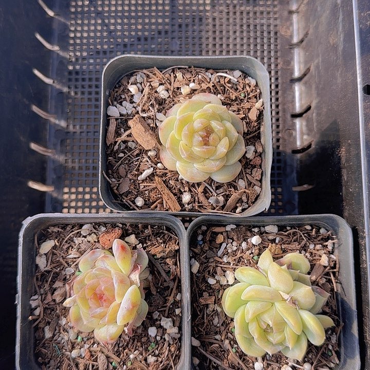 花时光精品多肉213