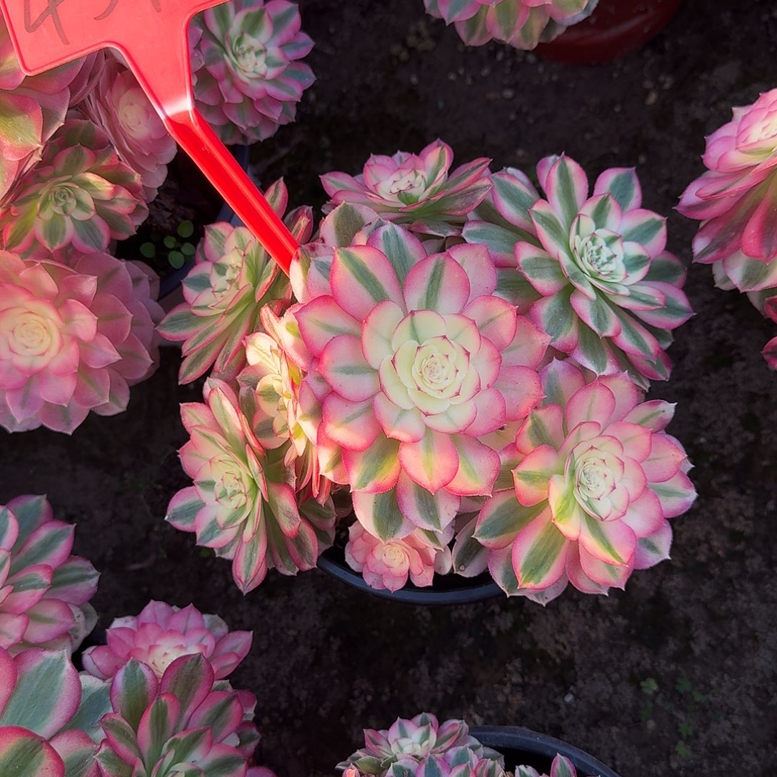 4548倾城多肉法师