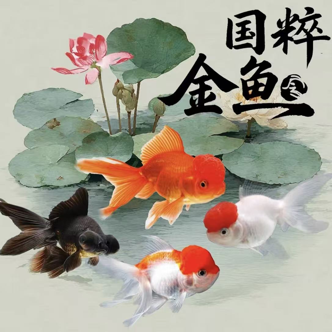 国粹精品活鱼好养耐活冷水观赏鱼鹤顶红狮子头淡水鱼小型鱼