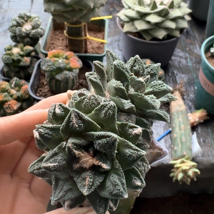 063小尤新顿牡丹