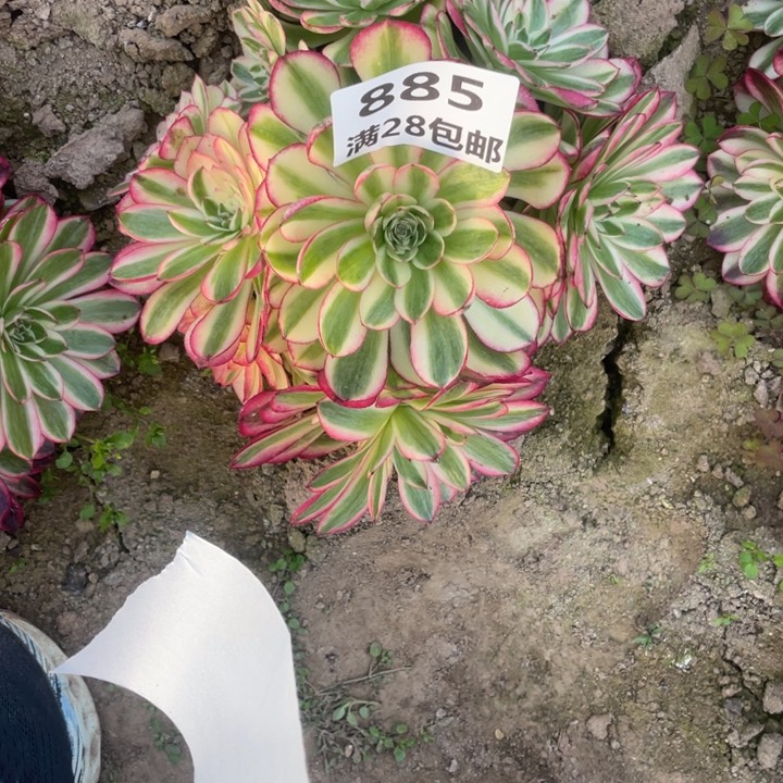 单**爸885倾城多肉三号棚