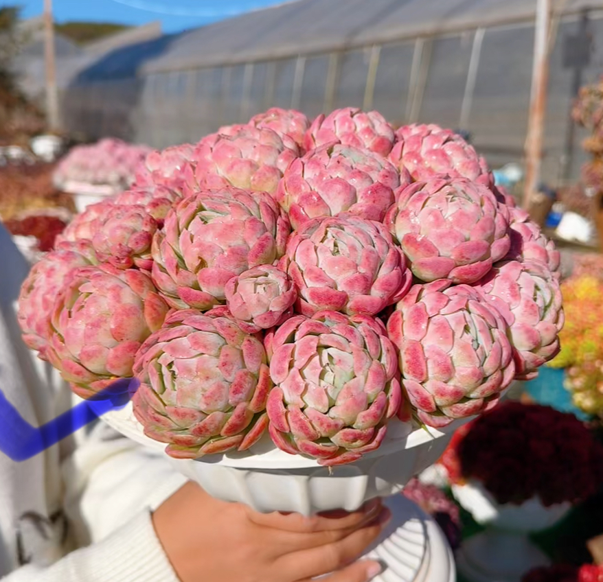 x贝瑞+罗马盆  多肉植物 带盆带土载好种好 好养耐活