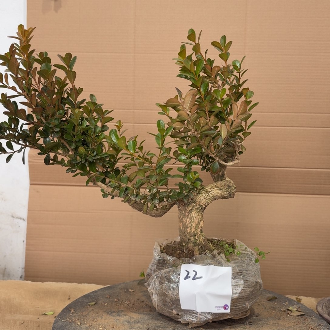 完全开放瓜子黄杨22