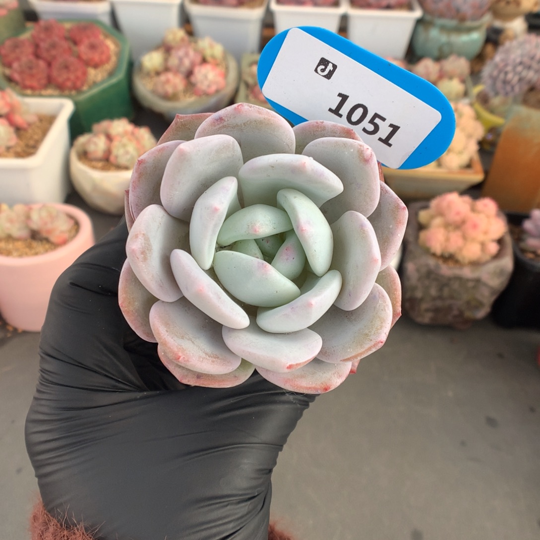 1051 雪茶多肉多肉