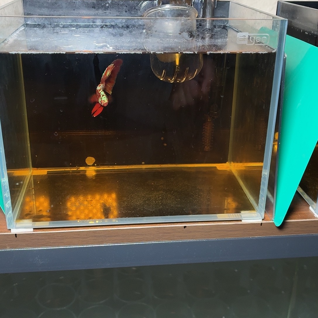 斗鱼彩金半月公鱼