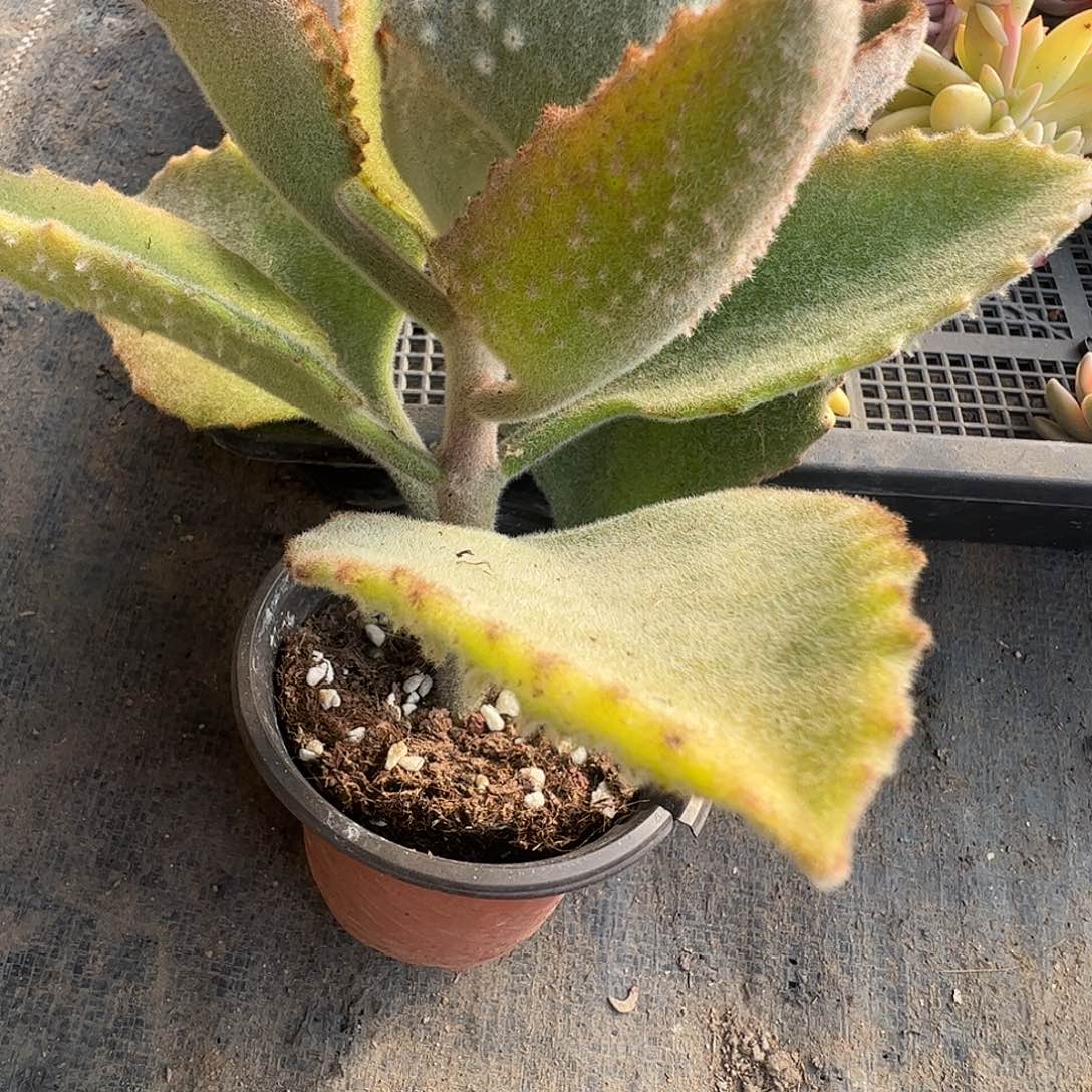 愚***鲁多肉植物多肉植物