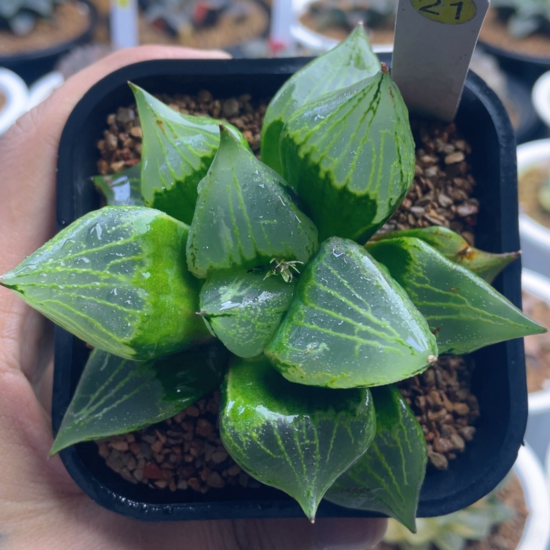 21.十二卷多肉裹般若寿。      