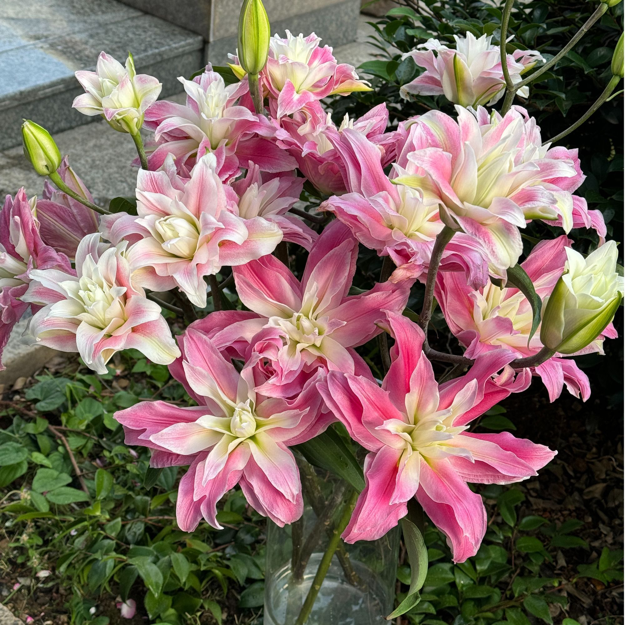 【陌上花开】两头九尾红狐-百合