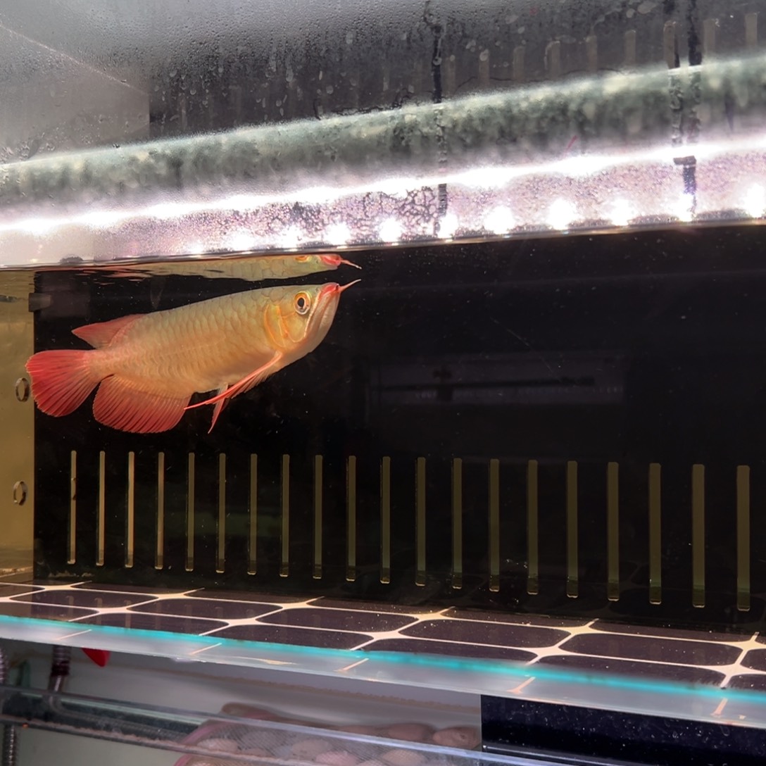 @***海水鱼红龙观赏鱼热带鱼