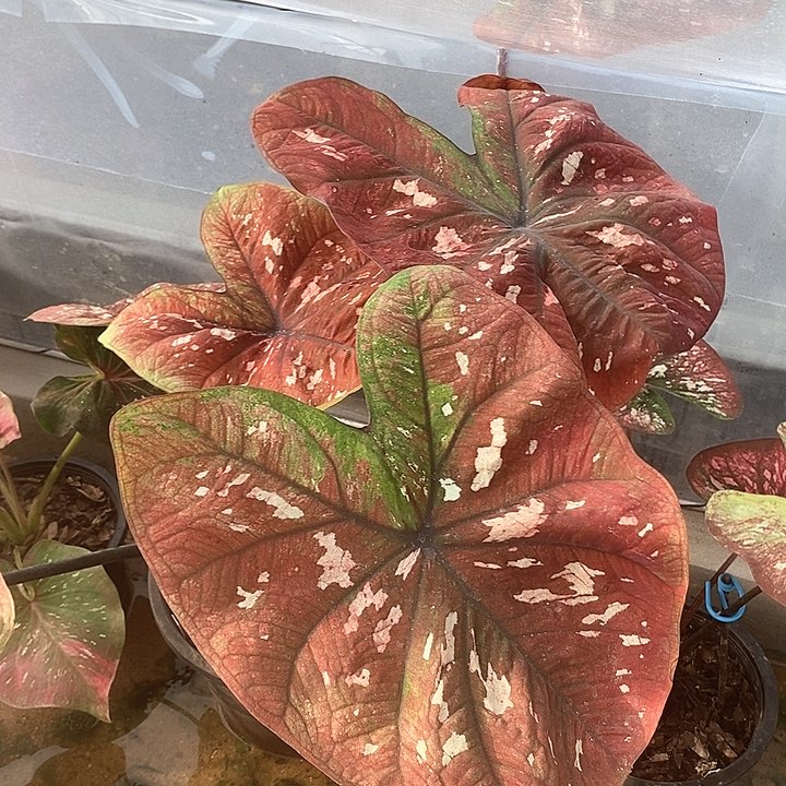 泰国彩叶101-0126