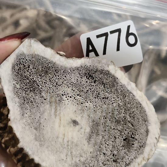 *****鹿角鹿角鹿角鹿角鹿角鹿角