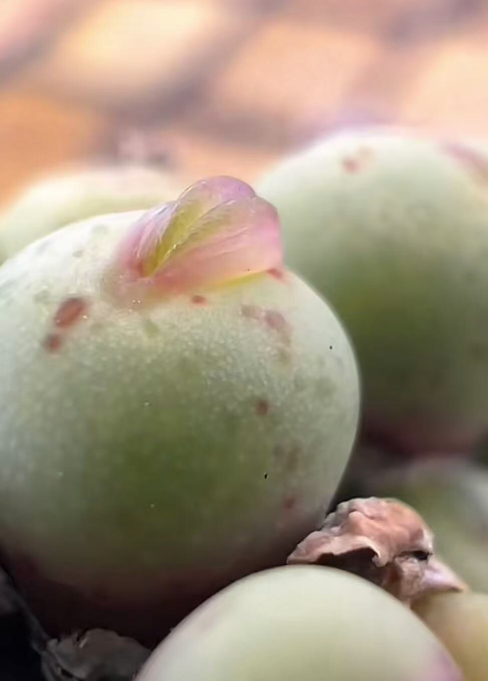 嘟嘴、海豚嘴、标价是图234单头价格，可直播间选货