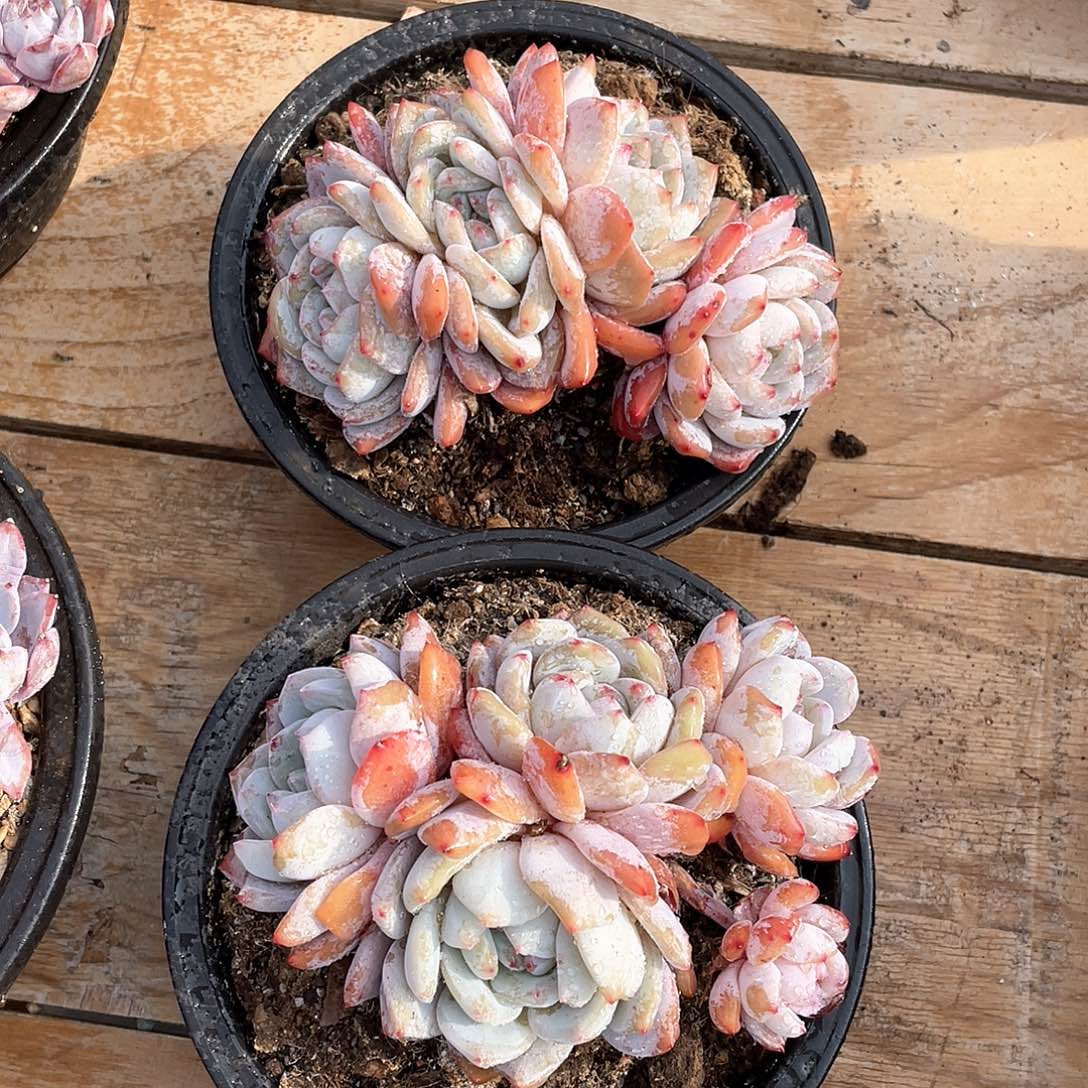 多肉植物多肉植物