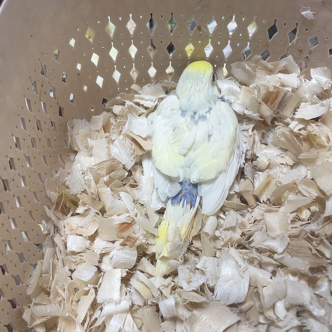 虎皮鹦鹉金彩虎皮