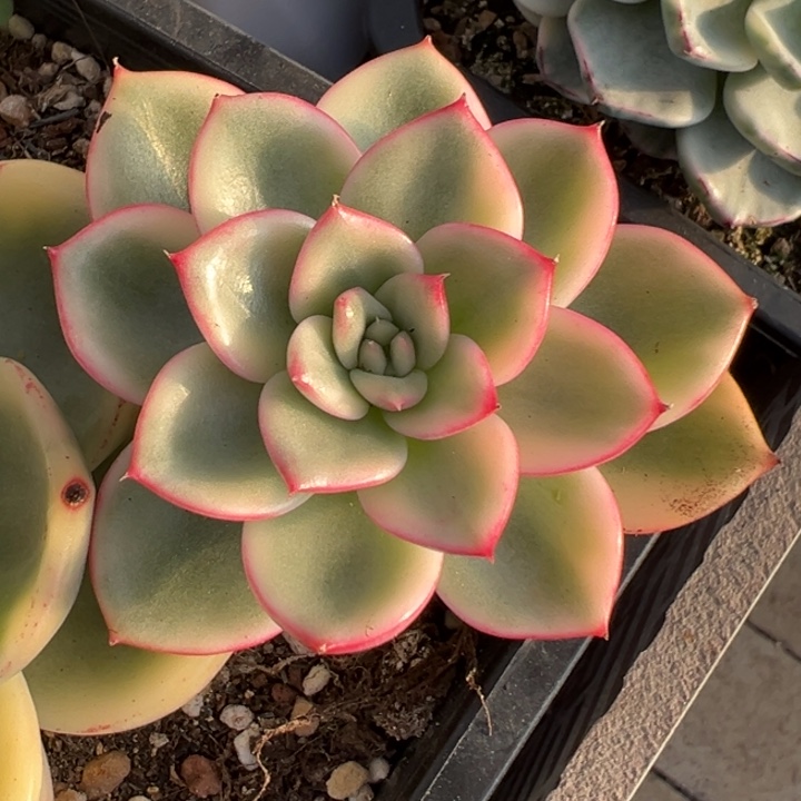 蔚蓝乌木锦一物一拍锦龙