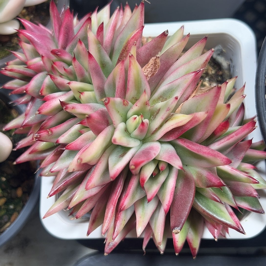 乌木锦缀多肉植物