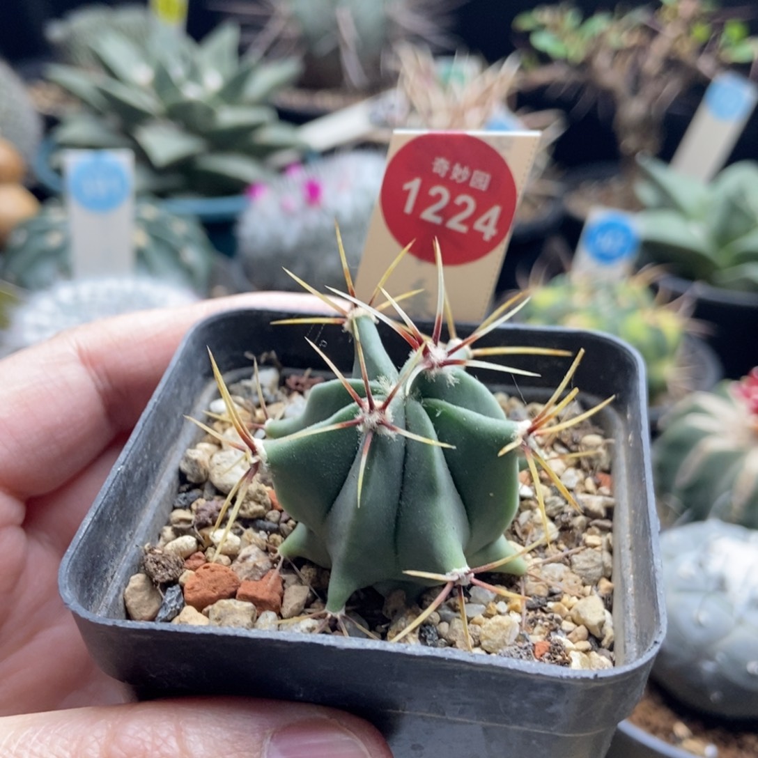 实生花刺春楼一颗仙人球