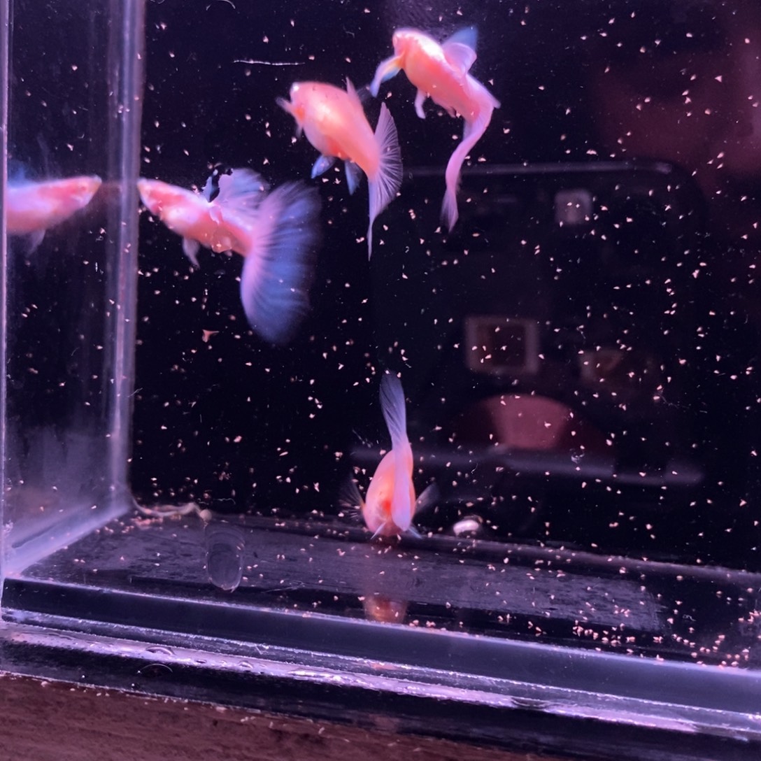 孔雀鱼蓝色飞船两对